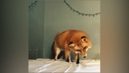 Un renard prend un lit pour de la neige