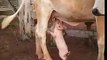 Un petit cochon bois du lait au pie d'une vache