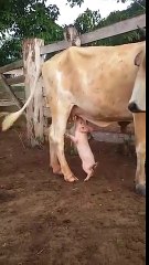 Un petit cochon bois du lait au pie d'une vache