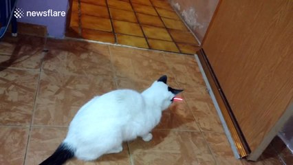 Cat goes mad trying to catch a laser
