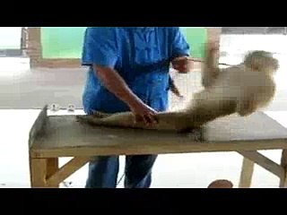 Monkey Doing Pushups And Situps
