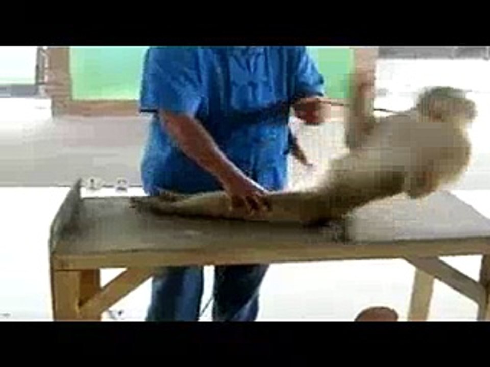 Monkey Doing Pushups And Situps