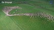 Vue aérienne incroyable d'un troupeau de milliers de moutons dans un champs en Nouvelle Zélande.