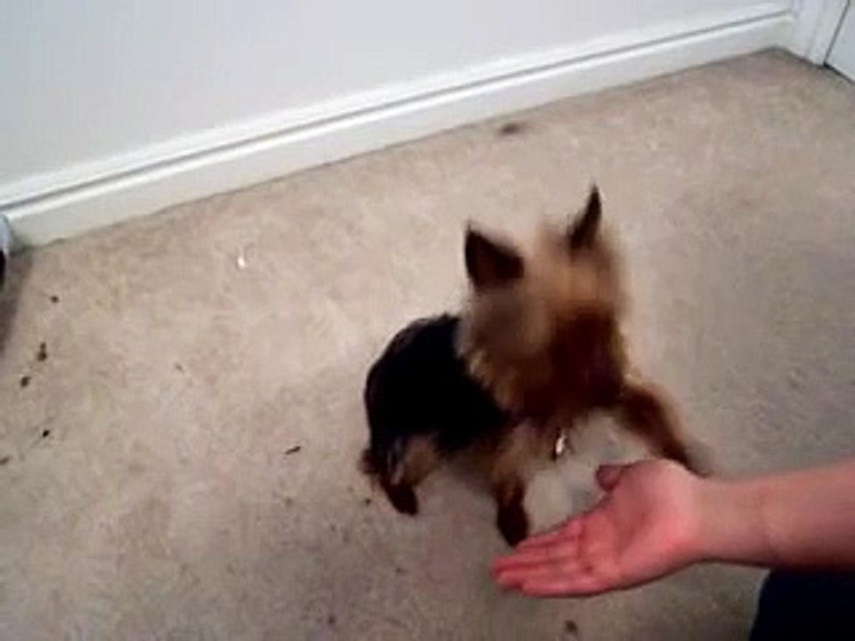 Smartest Yorkie Puppy Ever! Such A Yorkshire Terrier Dog
