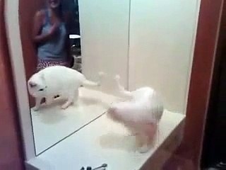 funny cat stupid | مضحك قطة غبية (FULL HD)