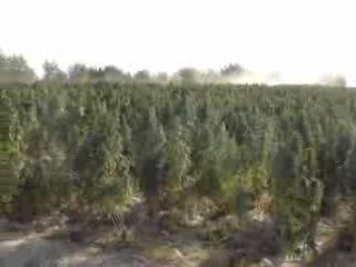 Weed fields of afghanistan