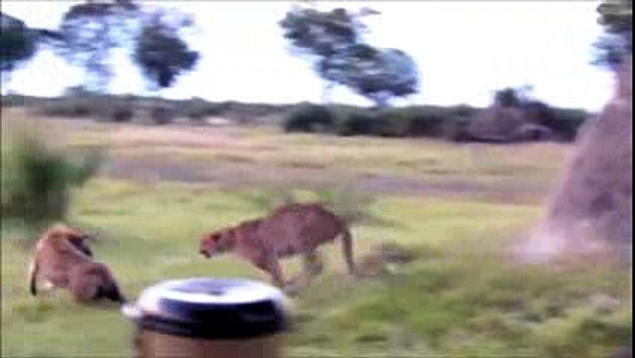 Cheetah Vs Hyena Real Fight - Amazing Videos