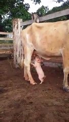 Piglet Drinking Milk From A Cow