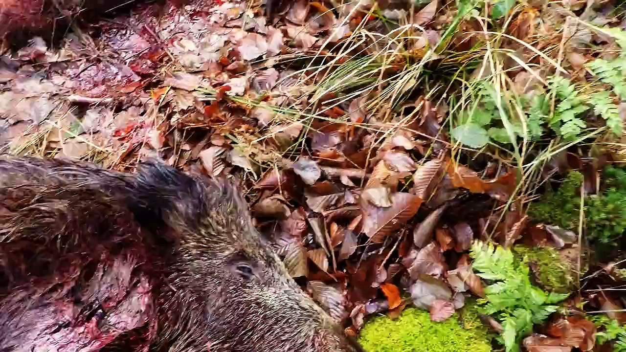 Chasse au Sanglier en Battue dans les Vosges 4 ème Partie Saison 2015-2016 Blaser R8