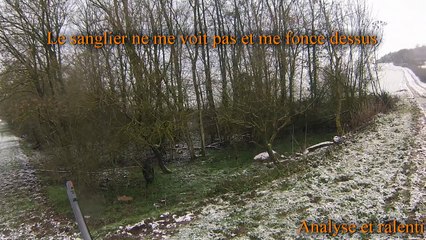 Chasse en battue - Tir sur Sanglier - Janvier 2016