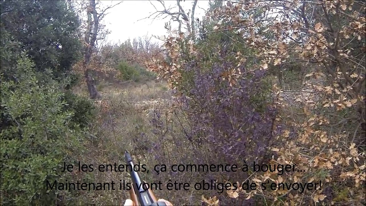 Tirs sur troupeau de 7 sangliers (saison 2015-2016)