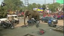 فيل هائج يثير الرعب في سكان أحد المدن الهندية