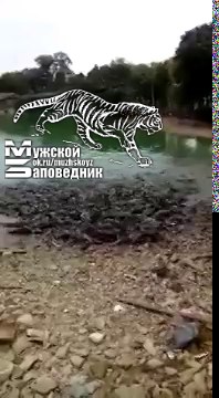 Голодный карп ползет по берегу