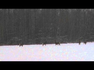 Flatliners - Cold Hands, Warm Gun