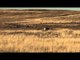 Silent Draw Outdoors - Wyoming Antelope