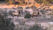 Extreme Outer Limits TV - New Mexico Elk, Part 2