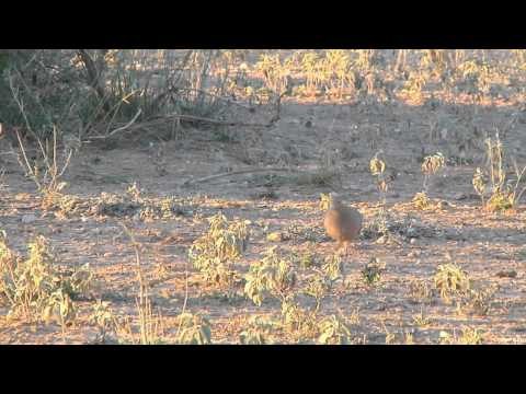 Mathews TV with Dave Watson - West Texas
