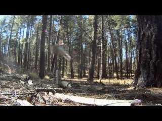 Predator Pursuit with Jeff Thomason - Arizona