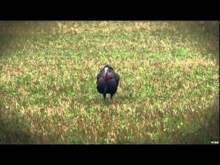 Canada in the Rough  - Spring Strutters