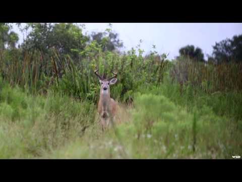 Primos - The Truth About Hunting - Team Primos Hunts Deer in South Dakota