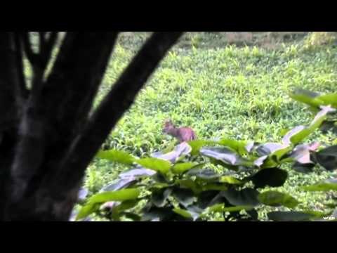 Hitmen Canada - Bucks Everywhere