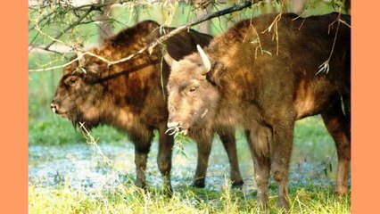 COLAJ MUZICA POPULARA = MOLDOVA DE PESTE PRUT = 1