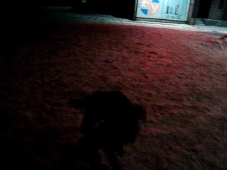 Прикольные щенки