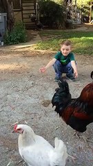 Watch World's Most Affectionate Chicken