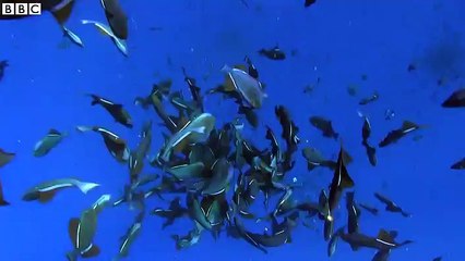 Spearing giants in 'ocean's Jurassic Park'
