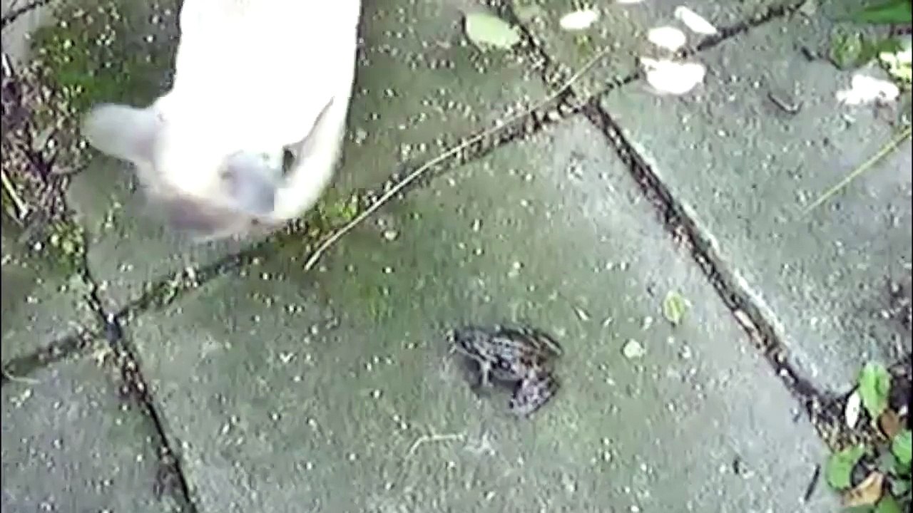 Screaming Animals