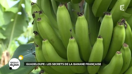 Guadeloupe : les secrets de la banane française