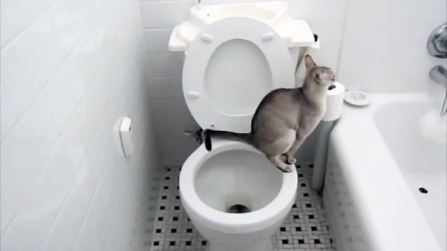 Кот большой молодец, ходит на унитаз