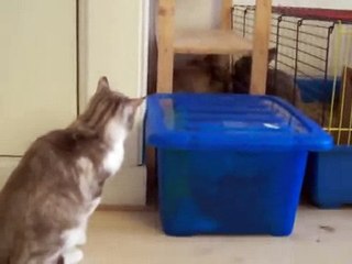 Кот играет с кроликом