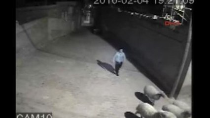 Nizip'te Koyun Çalan Şüpheli Tutuklandı