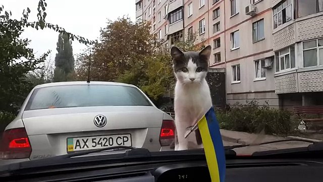 Кот очень круто испугался дворников в машине ПРИКОЛ
