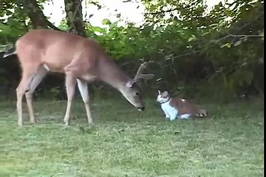 Кот охотится на лося