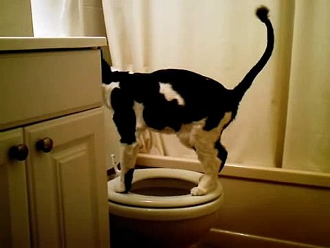 Кот с умным видом ходит на унитаз