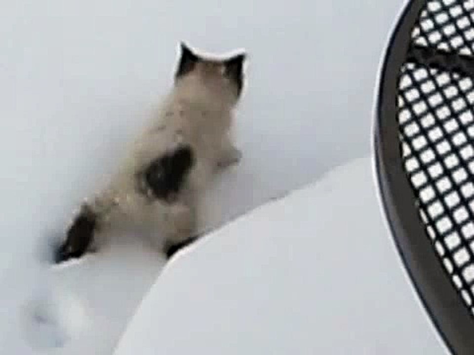 Котенок гуляет по снегу