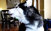 İnsan Gibi Konuşmayı Öğrenen Husky Yok Böyle Bir Şey