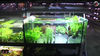 AquaVideoMag 54 les poissons d'eau douce