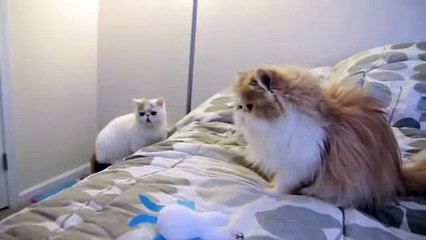 Красивые кот и кошка