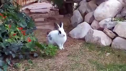 Кролик загонял кошку ПРИКОЛ