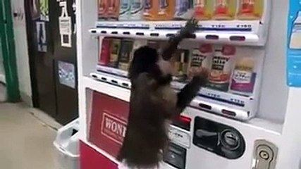 Bu maymunun yaptıklarına inanamayacaksınız! Yok Böyle Bir Şe