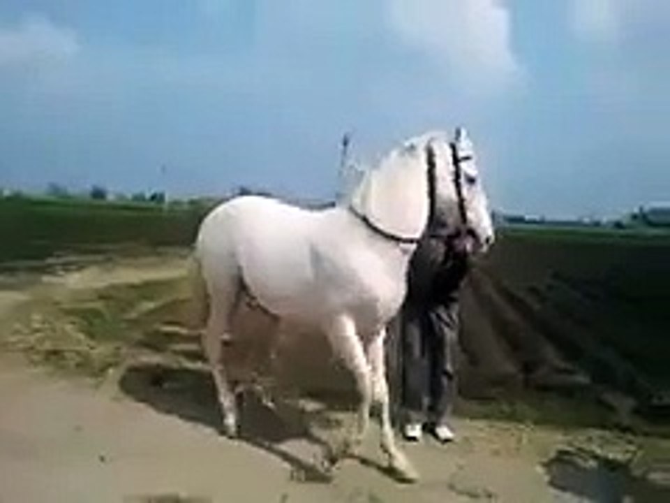 Dans Eden At Yok Böyle Bir Şey