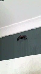 Filmer une araignée de trop près avoir la peur de sa vie.