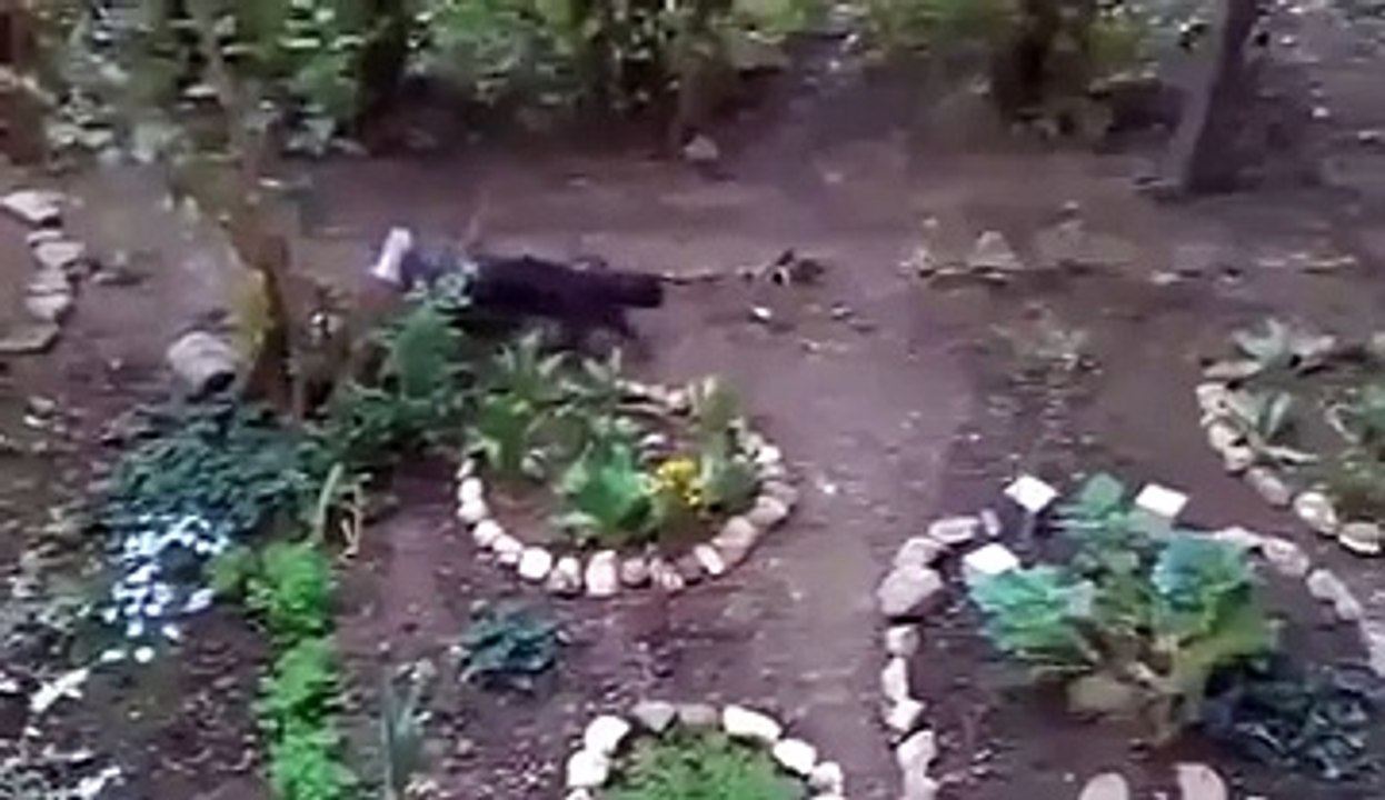 Kedinin özel asansörü.. Yok Böyle Bir Şey