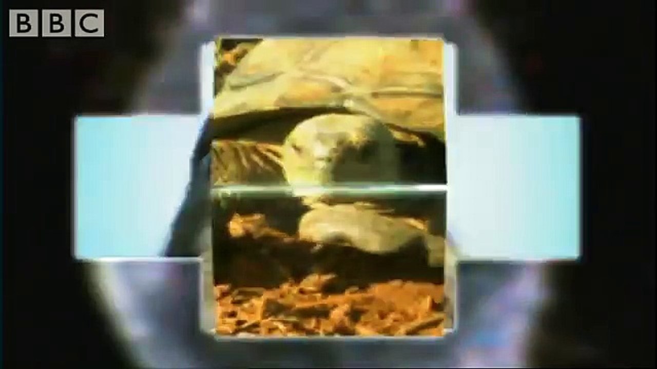 Fastest animals on Earth (With SlowMotion) (BBC)