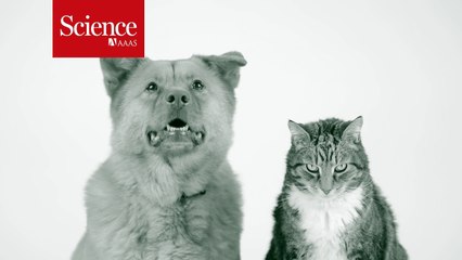 Cats Live Longer Than Dogs?