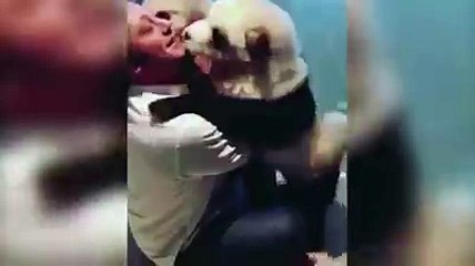 Are these pandas real?