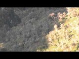 Hunting with HECS - New Zealand Red Stags